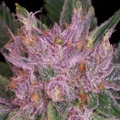 Grape Crush